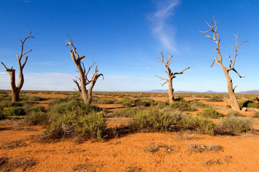 Dead trees near to Flinders Range National Park, South Australia, Australia.