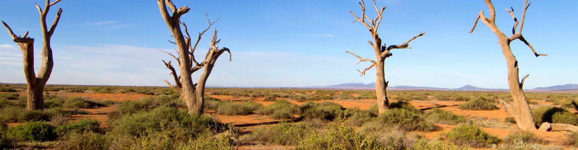 Dead trees near to Flinders Range National Park, South Australia, Australia.